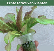 Happyment Kweektafel - Kweekset - Moestuintafel - Hydrocultuur Kweeksysteem - Hydroponic Systeem