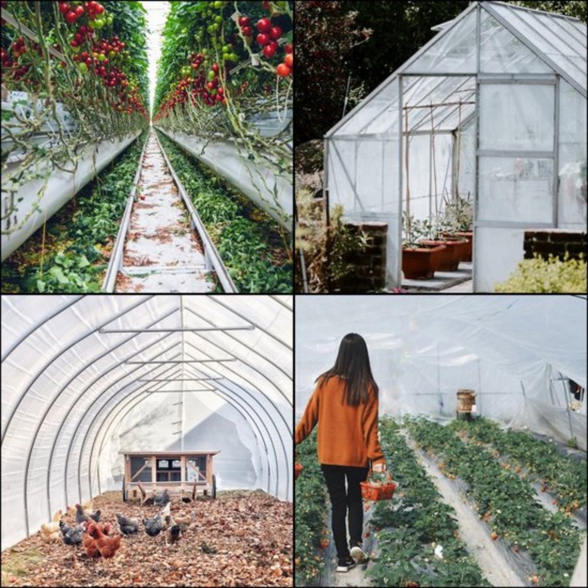 Broeikasfolie PRO - Tunnelfolie - Broeikasfolie - Kasfolie - 24x50 ft - 6 Mil UV-Bestendige Tunnelfolie Voor Serres