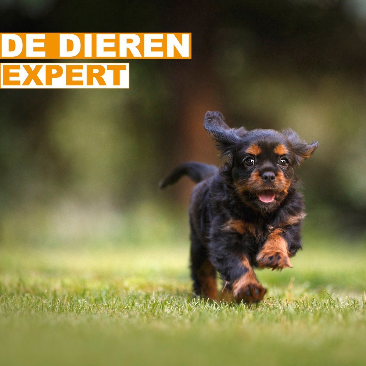 Dierenren - Extra hoog - Zwart - Verstelbaar - 70x70x105cm
