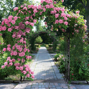 Rozenboog 215cm - Tuinboog - Decoratie - Buitenluifel - Versiering - Multifunctioneel - Voor klimplanten